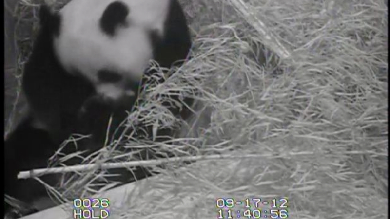 Illustration for article titled Drop everything — a baby panda was just born at The National Zoo, and there's a baby panda cam (UPDATED)